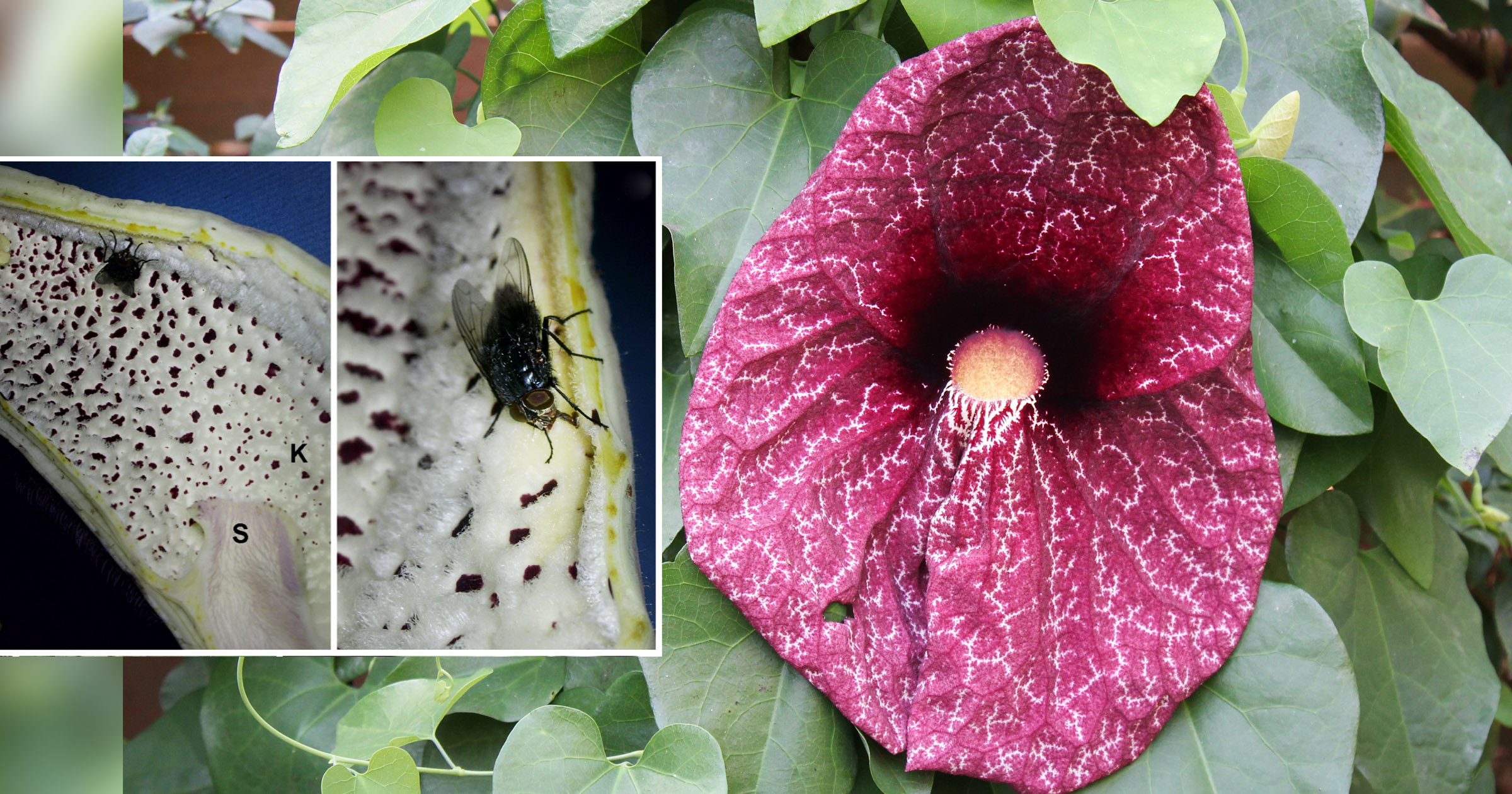 Aristolochia y moscas - polinización