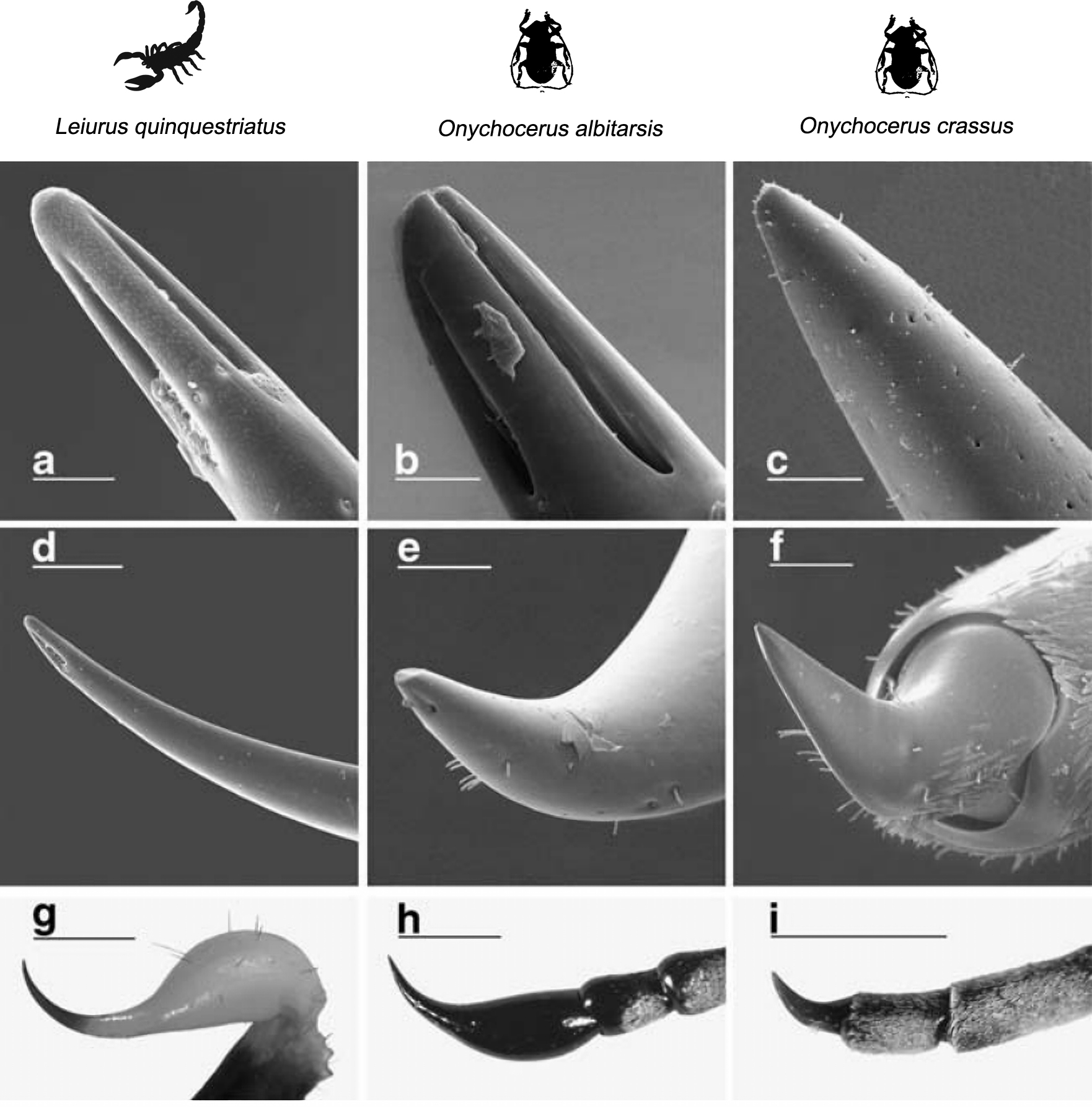 Micrografías que comparan el aguijón de un escorpión con las antenas terminales de Onychocerus albitarsis y Onychocerus crassus.