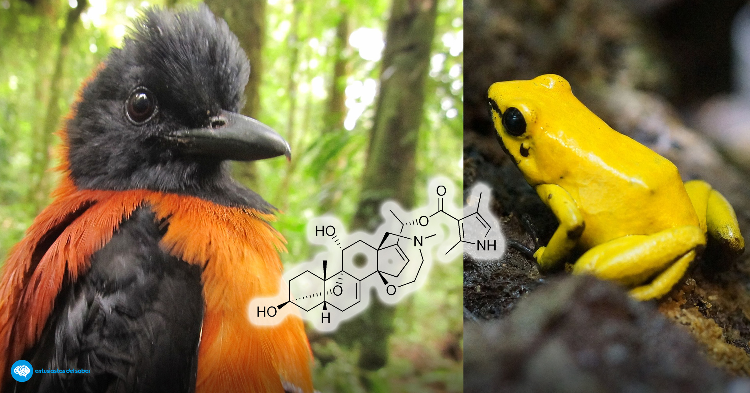 Pitohui y rana dardo - Batracotoxinas