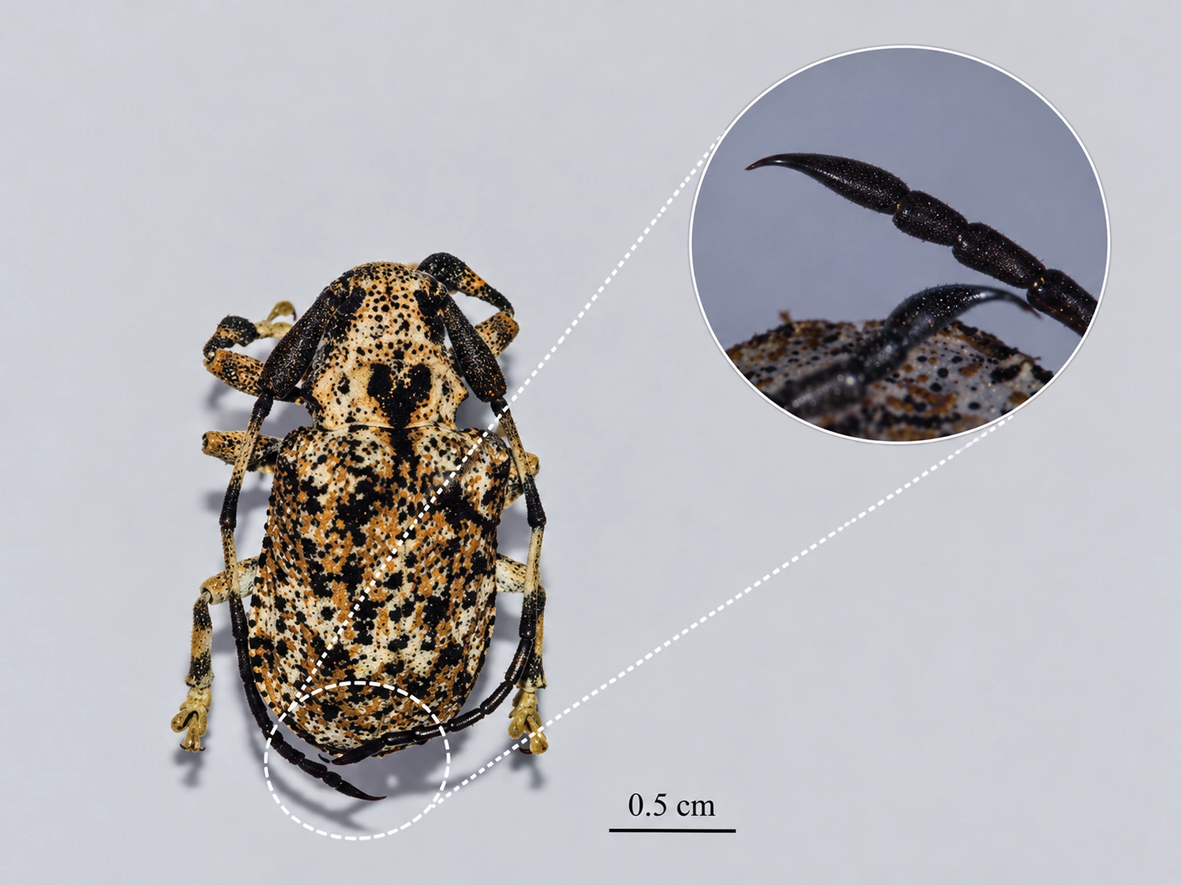 Onychocerus albitarsis junto a una ampliación del aguijón situado en el extremo de su antena.